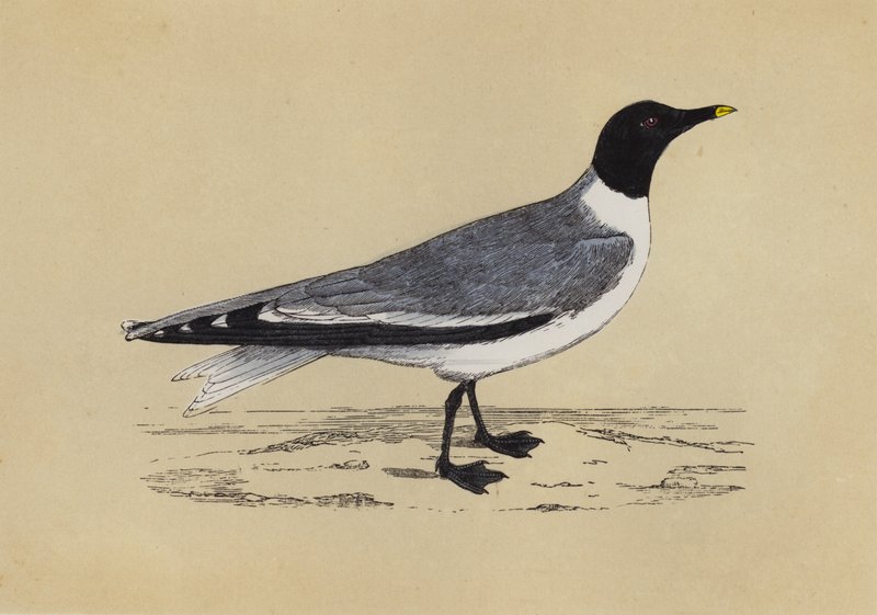 Gaviota (litografía en color) de English School