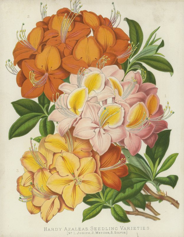 Azaleas resistentes, variedades de semilla de English School