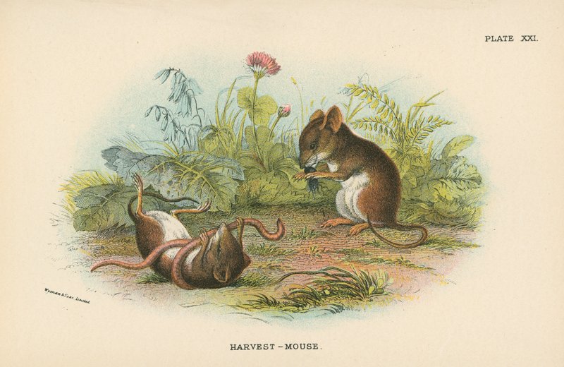 Ratón de campo de English School