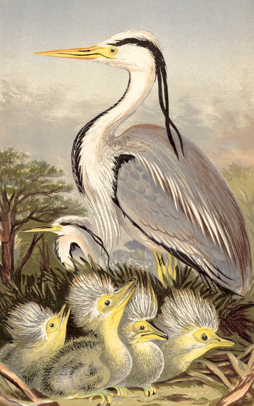 Garza y cría (cromolito) de English School