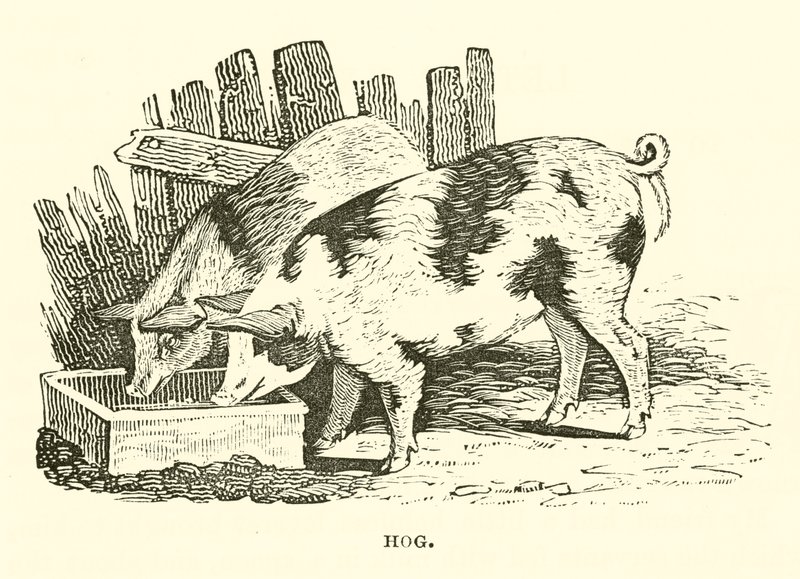 Cerdo (grabado) de English School