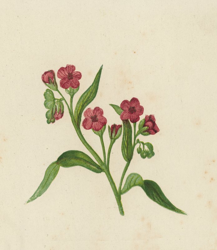 Lengua de sabueso, Cynoglossum Officinale (litografía en color) de English School