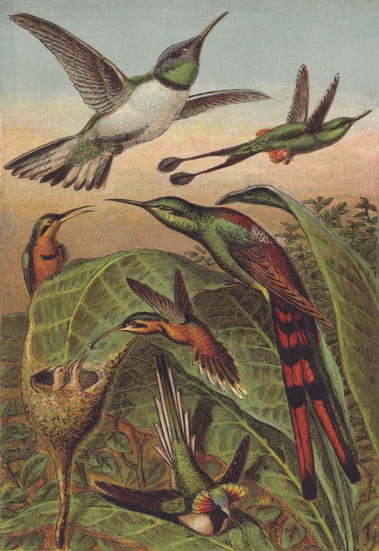 Colibríes de English School