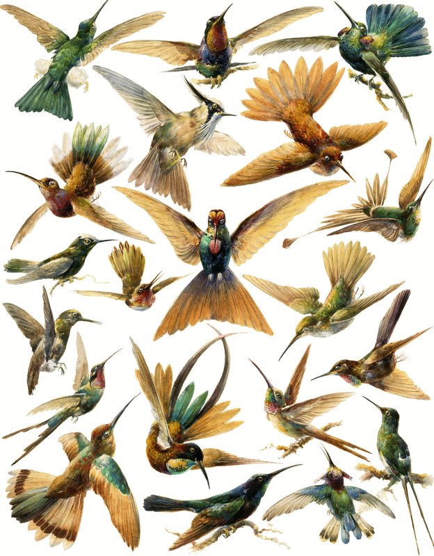 Colibríes de English School