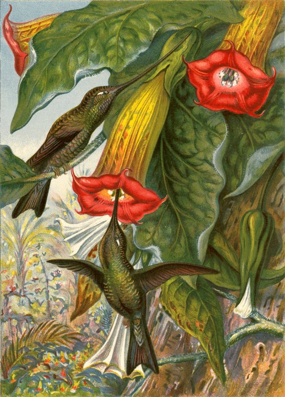 Colibríes de English School