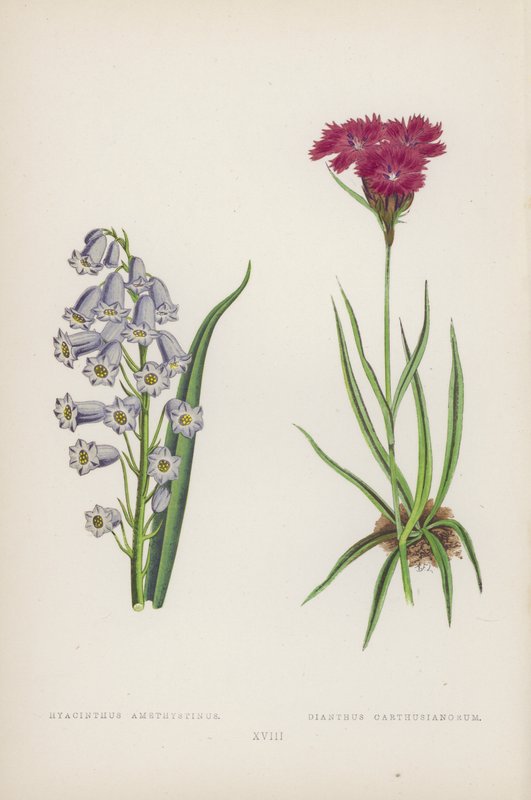 Hyacinthus Amethystinus; Dianthus Carthusianorum (litografía en color) de English School