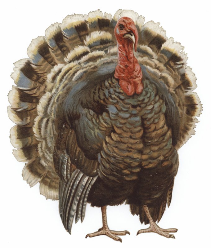 Imagen de un pavo de English School