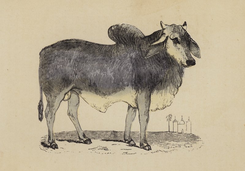 Indian Ox (litografía en color) de English School