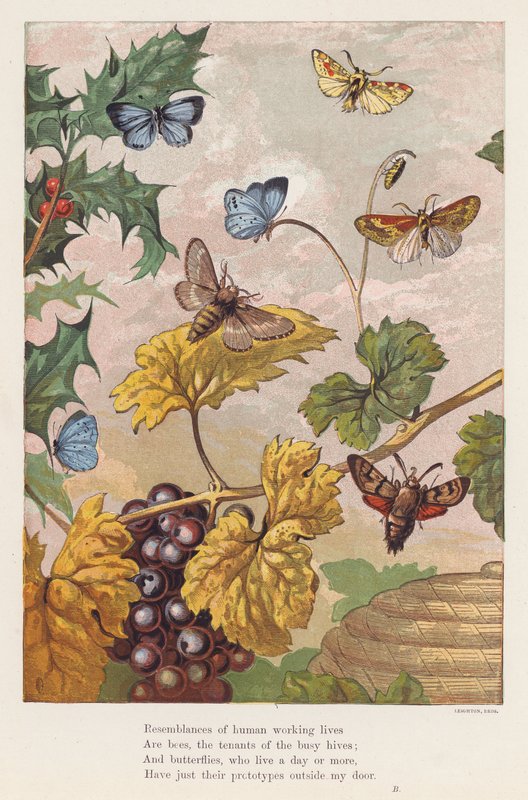 Insectos (litografía en color) de English School