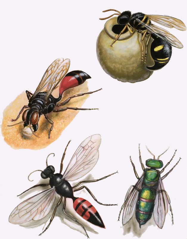 Insectos de English School