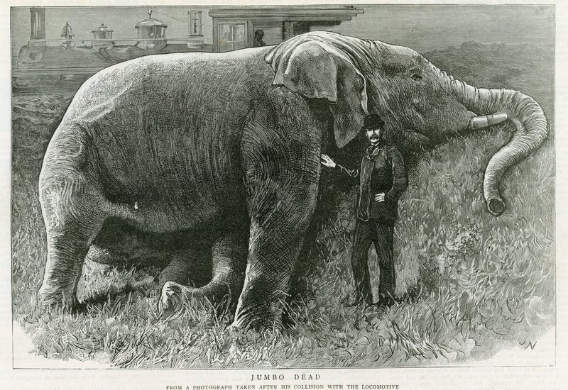 Jumbo, muerto de English School