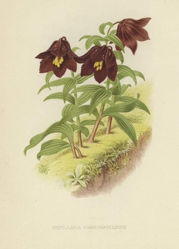 Fritilaria de Kamchatka o lirio de Kamchatka de English School