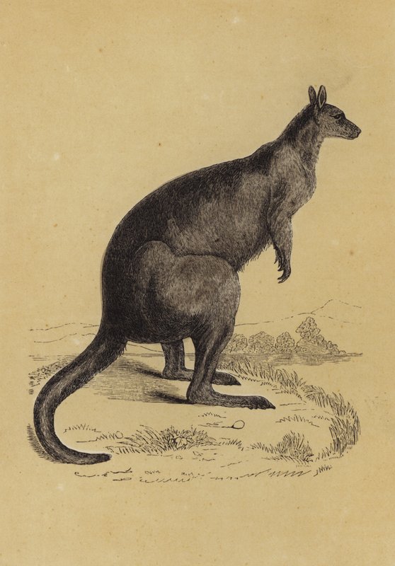 Canguro de English School