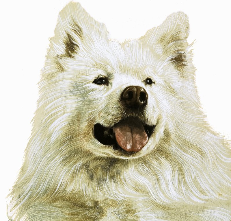 Keeshond de English School