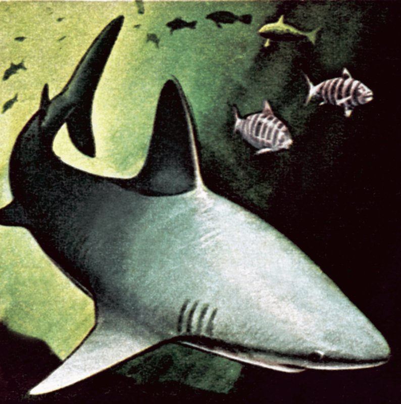 Tiburón asesino de English School