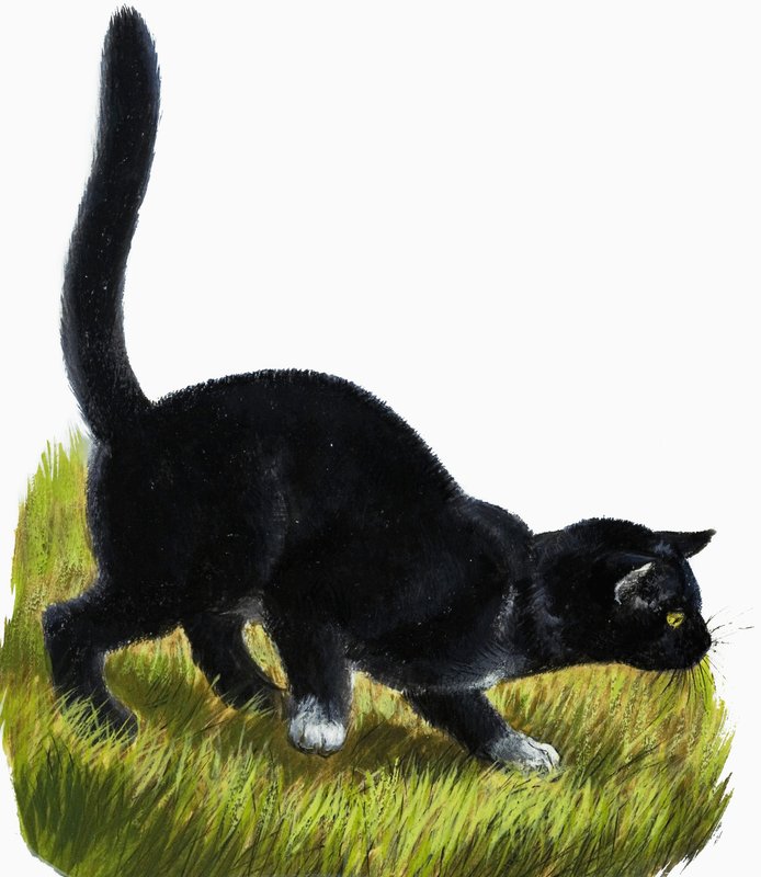 Gatito de English School