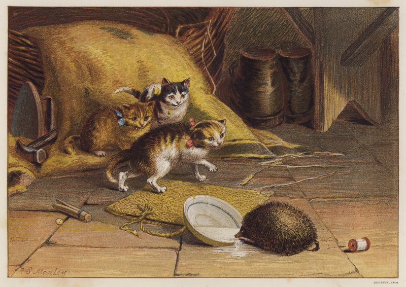 Gatitas desconcertadas por un erizo (color litho) de English School