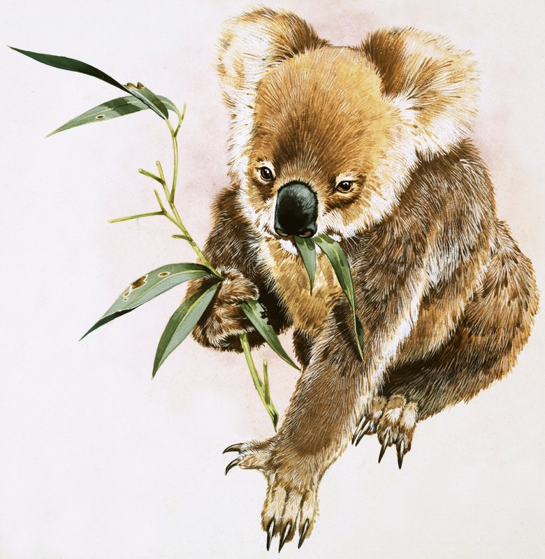 Koala de English School