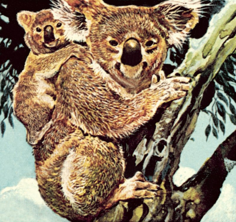 Oso koala de English School