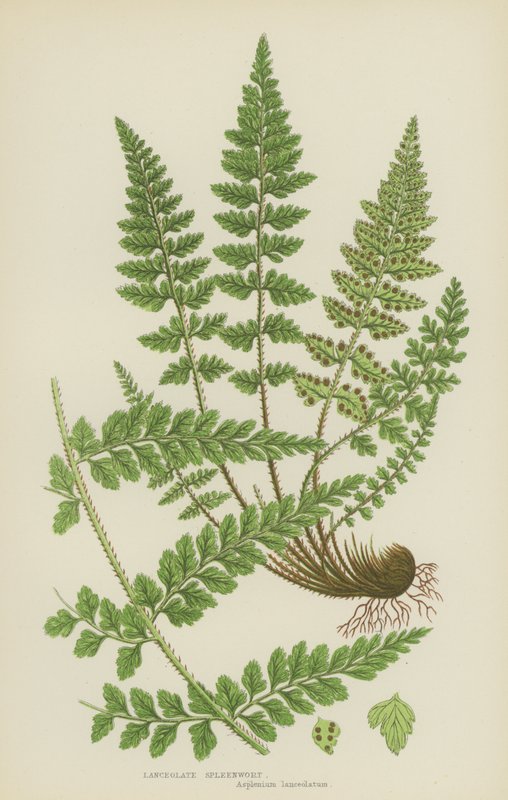Lanceolate Spleenwort (litografía en color) de English School