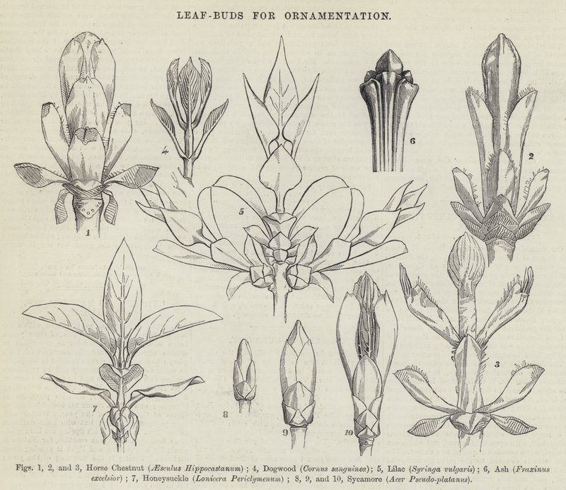 Brotes de hojas para ornamentación de English School