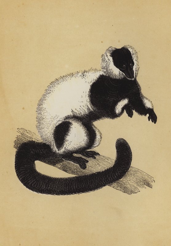 Lemur (litografía en color) de English School