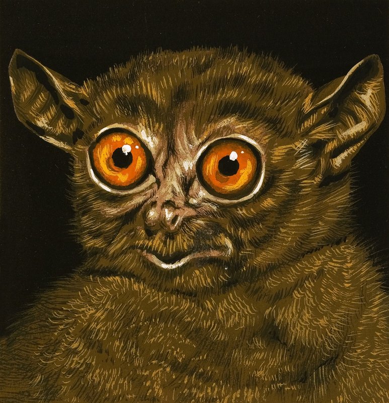 Lemur de English School