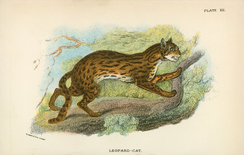 Gato-Leopardo de English School