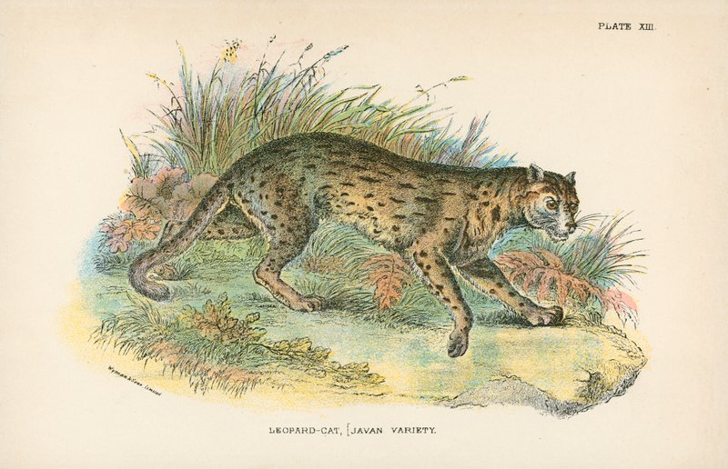 Gato leopardo, [Variedad de Java] de English School