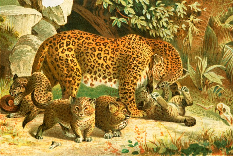 Leopardos de English School
