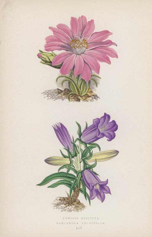 Lewisia Rediviva; Campanula Longifolia de English School