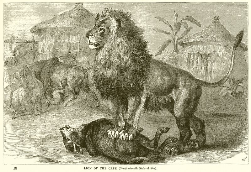 León del Cabo de English School