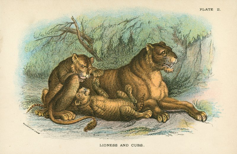 Leona y cachorros de English School