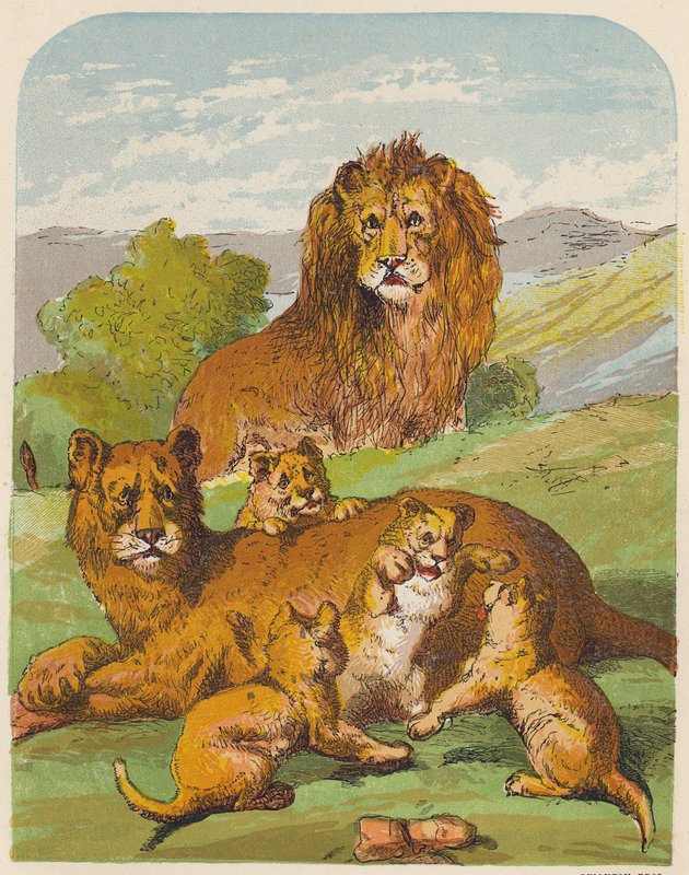 Leones (litografía en color) de English School
