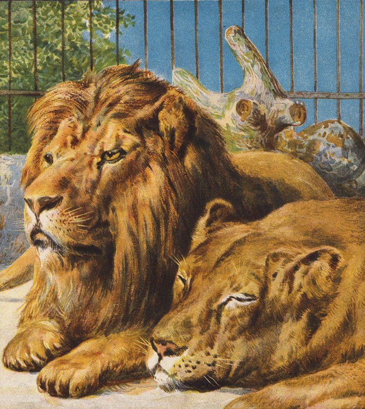 Leones (litografía en color) de English School