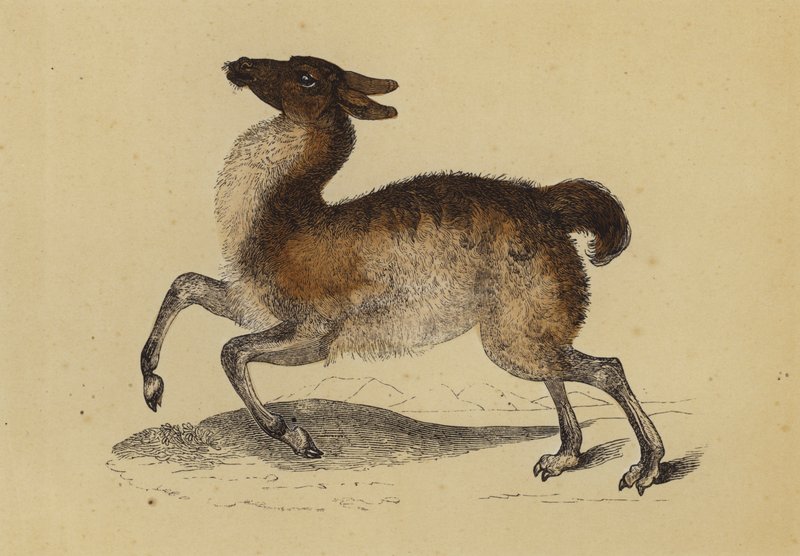 Llama (litografía en color) de English School