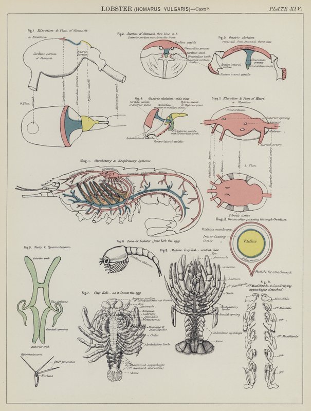 Langosta, Homarus Vulgaris de English School