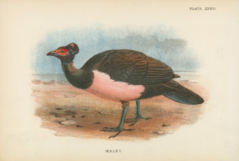 Maleo de English School