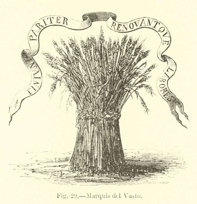 Marqués del Vasto de English School