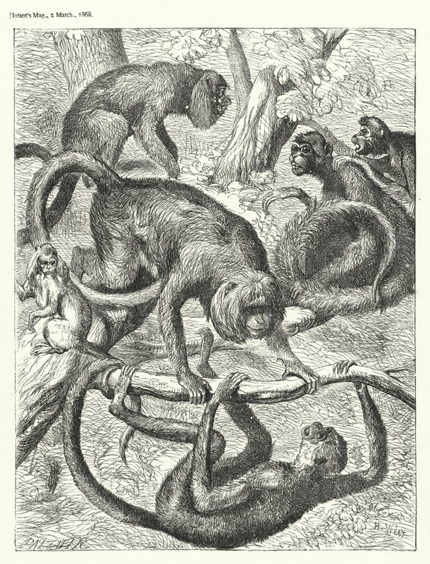 Monos (grabado) de English School