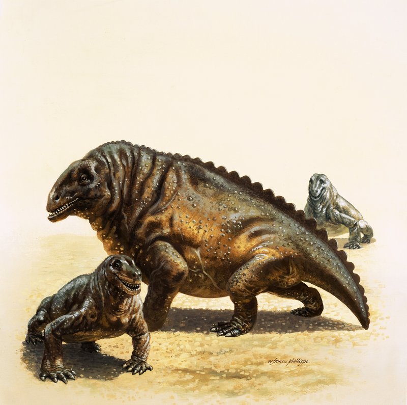 Moschops de English School