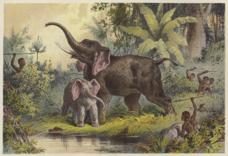 Nativos lanzando lanzas a un elefante de English School