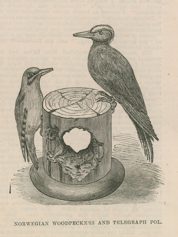 Pájaros carpinteros noruegos y poste de telégrafo de English School