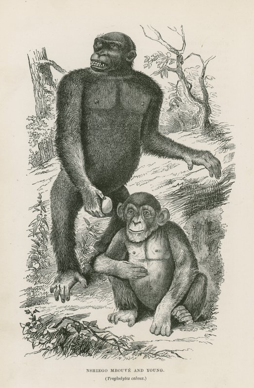 Nshiego Mbouve y joven, Troglodytes Calvu de English School
