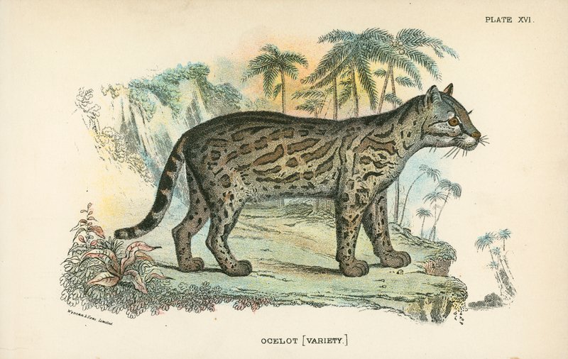 Ocelote [Variedad] de English School