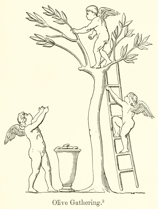 Recolección de Aceitunas de English School