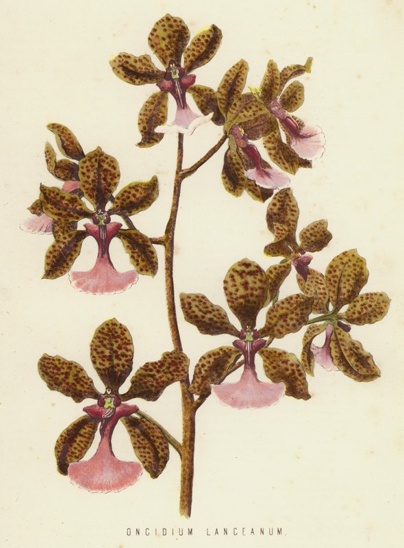Oncidium Lanceanum (cromolito) de English School