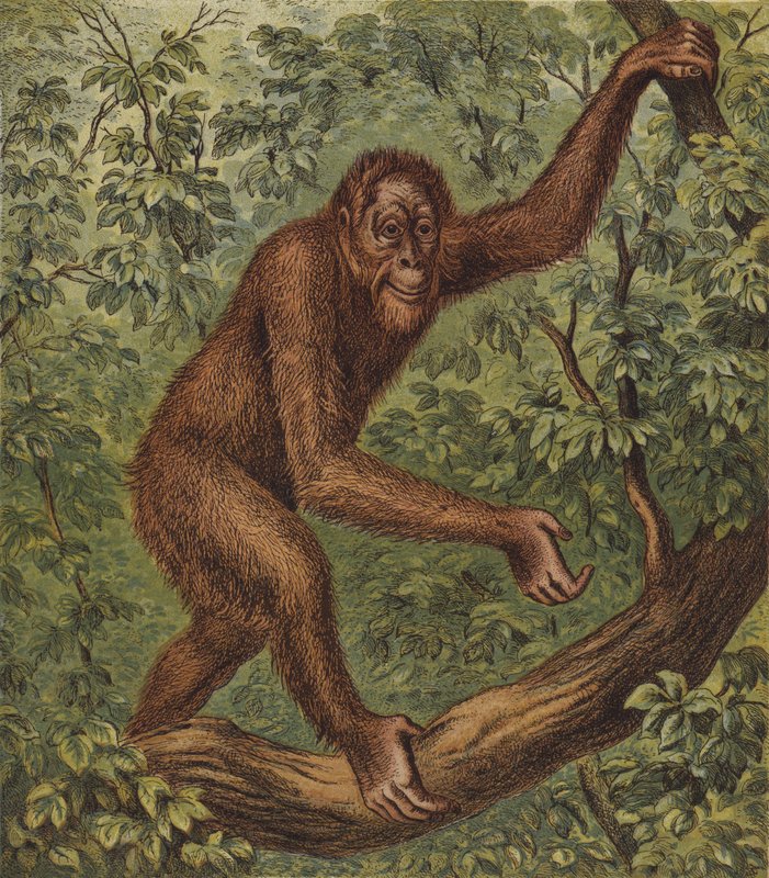 Orang-Outang (litografía en color) de English School