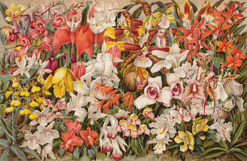 Casa de orquídeas (chromolitho) de English School