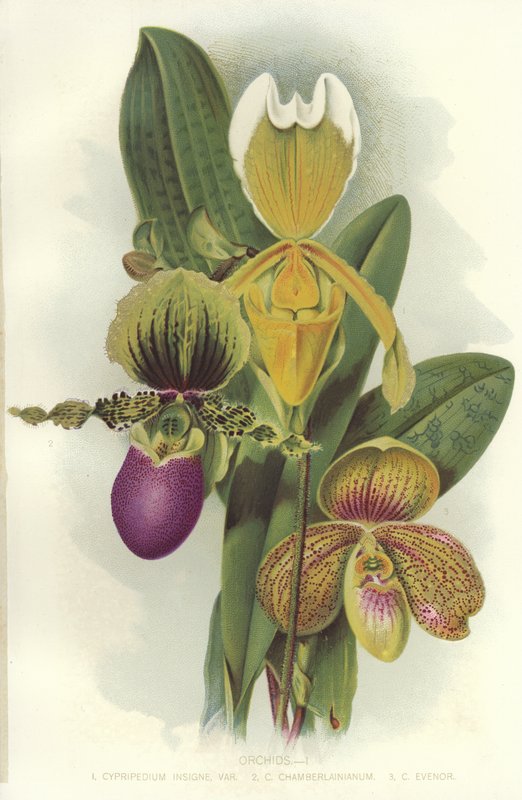 Orquídeas de English School